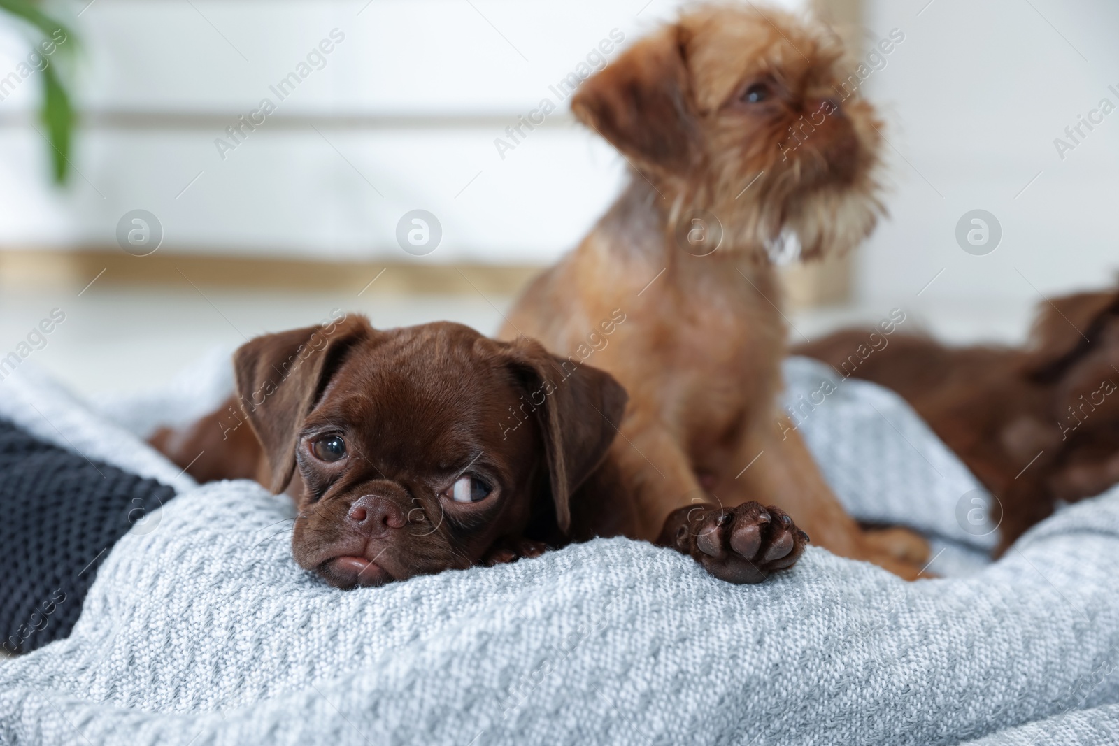 Cute Griffon puppies on pet bed indoors Photo of Cute Griffon puppies on pet bed indoors