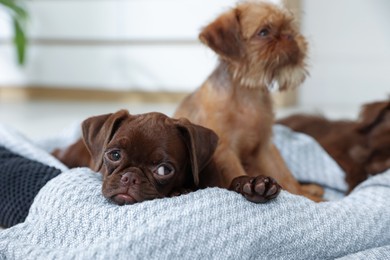 Photo of Cute Griffon puppies on pet bed indoors