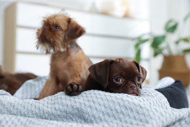 Photo of Cute Griffon puppies on pet bed indoors