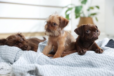 Photo of Cute Griffon puppies on pet bed indoors