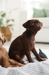 Photo of Cute Griffon puppies on pet bed indoors