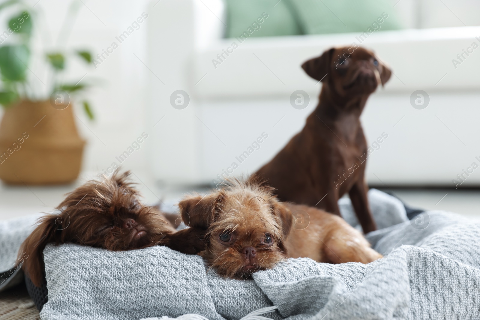 Cute Griffon puppies on pet bed indoors Photo of Cute Griffon puppies on pet bed indoors