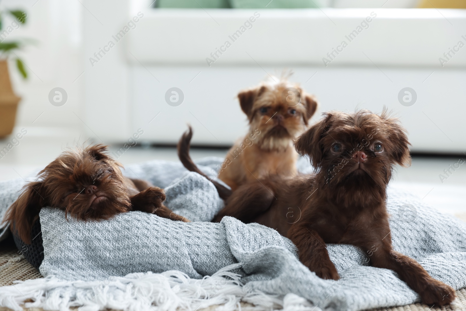 Cute Griffon puppies on pet bed indoors Photo of Cute Griffon puppies on pet bed indoors
