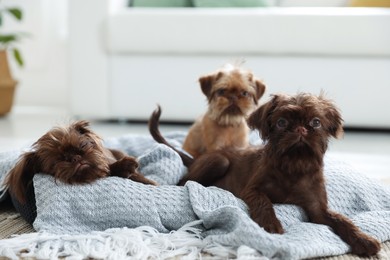 Photo of Cute Griffon puppies on pet bed indoors