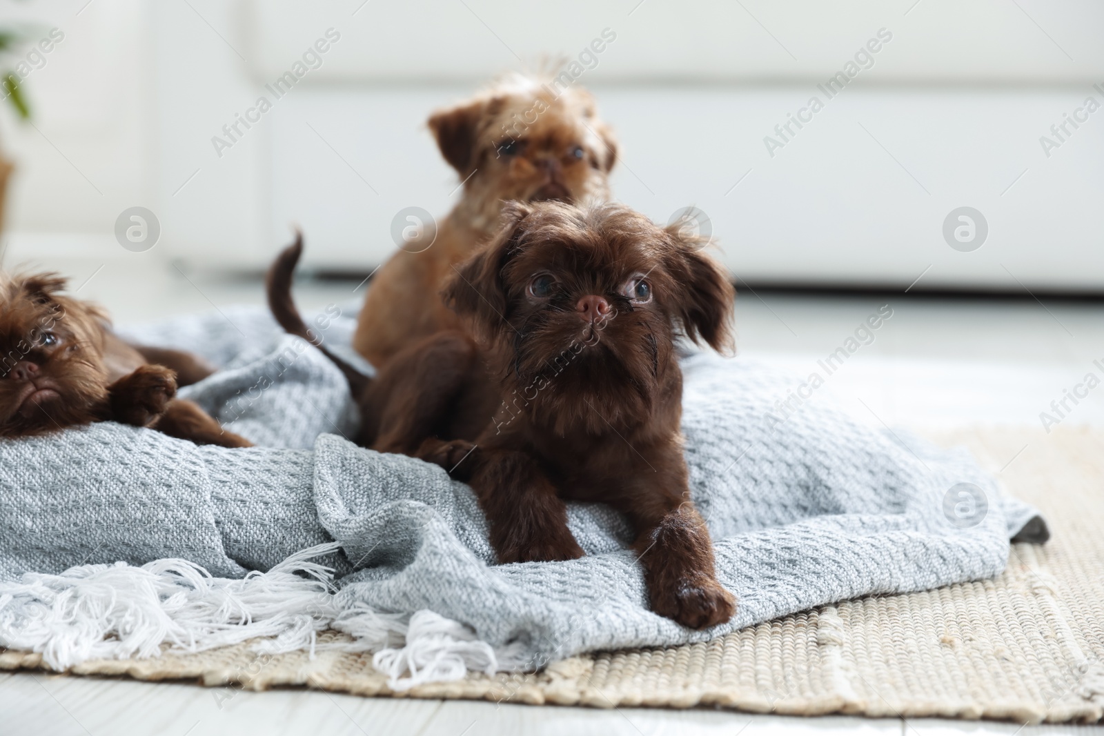 Cute Brussels Griffon puppies on pet bed indoors Photo of Cute Brussels Griffon puppies on pet bed indoors