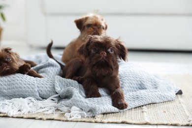Photo of Cute Brussels Griffon puppies on pet bed indoors