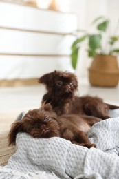 Photo of Cute Brussels Griffon puppies on pet bed indoors