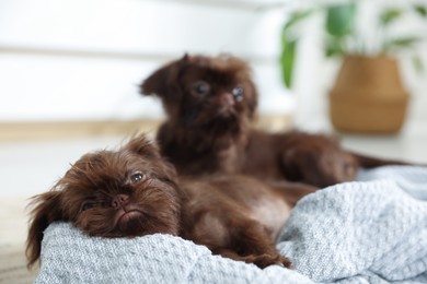Photo of Cute Brussels Griffon puppies on pet bed indoors