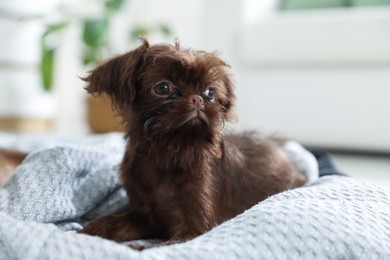 Photo of Cute Griffon puppy on pet bed indoors