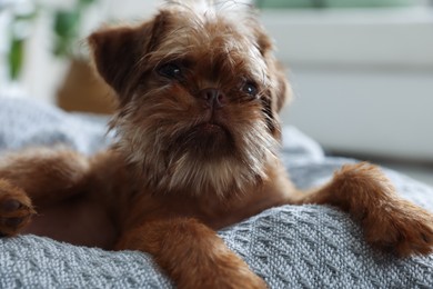 Photo of Cute Brussels Griffon puppy on pet bed indoors