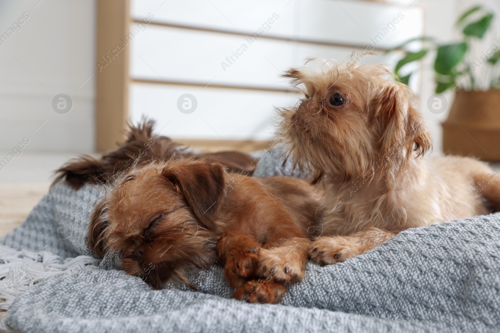 Cute Brussels Griffon puppies on pet bed indoors Photo of Cute Brussels Griffon puppies on pet bed indoors