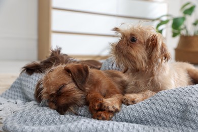 Photo of Cute Brussels Griffon puppies on pet bed indoors