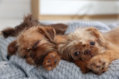 Photo of Cute Brussels Griffon puppies on pet bed indoors