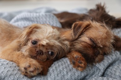 Photo of Cute Brussels Griffon puppies on pet bed indoors