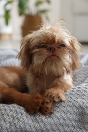 Photo of Cute Brussels Griffon puppy on pet bed indoors
