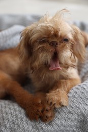 Photo of Cute Brussels Griffon puppy on pet bed indoors