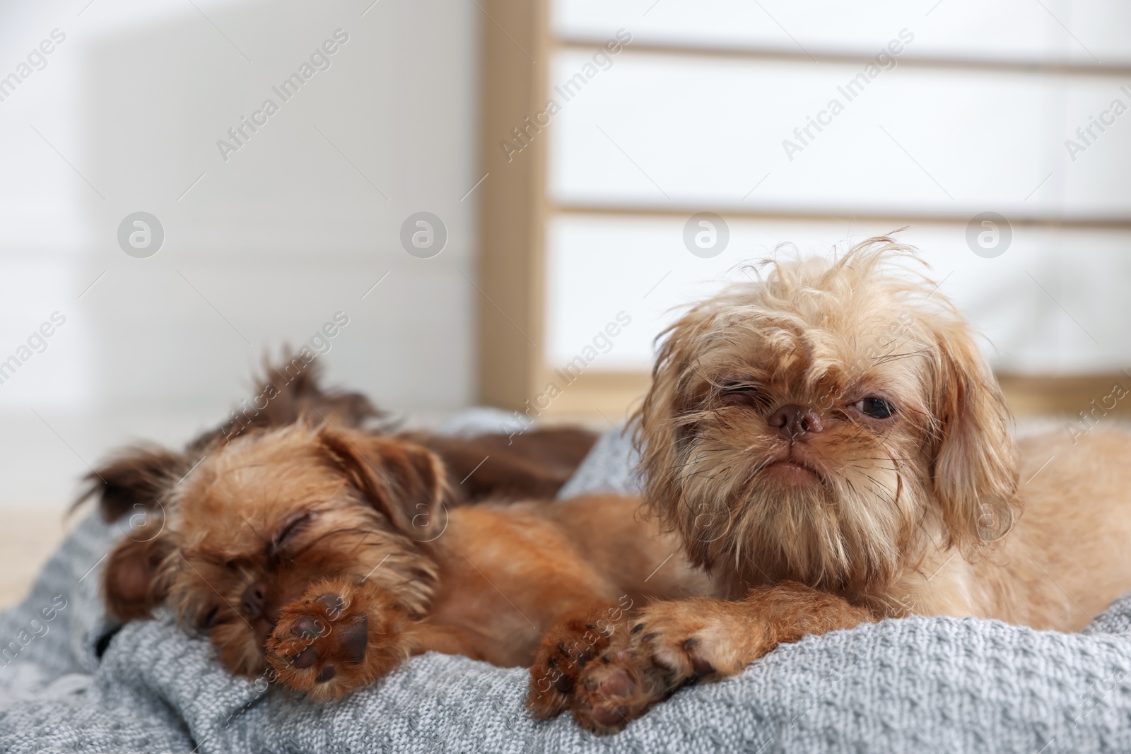 Cute Brussels Griffon puppies on pet bed indoors Photo of Cute Brussels Griffon puppies on pet bed indoors