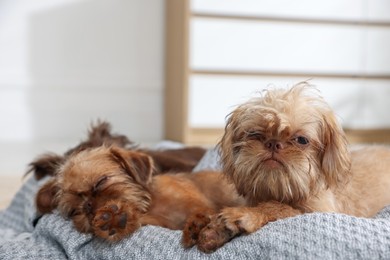 Photo of Cute Brussels Griffon puppies on pet bed indoors