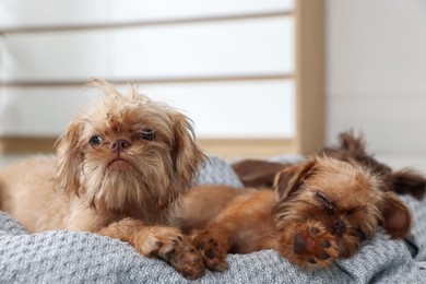 Photo of Cute Brussels Griffon puppies on pet bed indoors