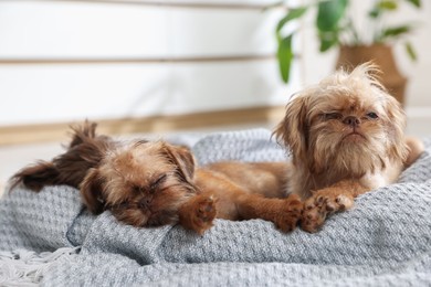Photo of Cute Brussels Griffon puppies on pet bed indoors