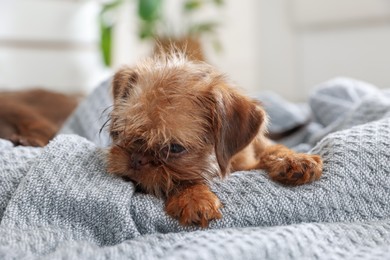 Photo of Cute Brussels Griffon puppy on pet bed indoors
