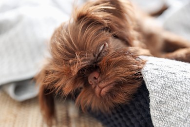 Photo of Cute Griffon puppy on pet bed indoors
