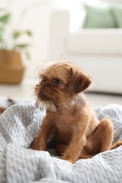 Photo of Cute Brussels Griffon puppy on pet bed indoors