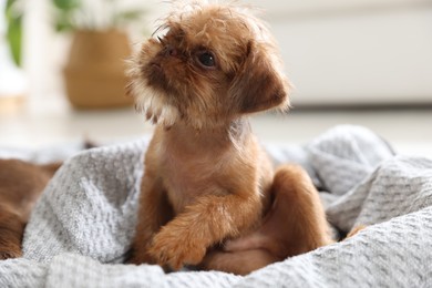 Photo of Cute Brussels Griffon puppy on pet bed indoors