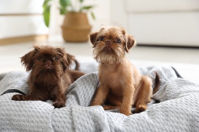 Photo of Cute Brussels Griffon puppies on pet bed indoors