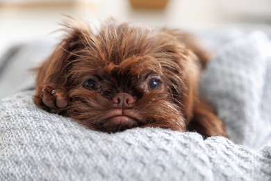 Photo of Cute Griffon puppy on pet bed indoors