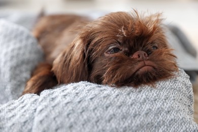 Photo of Cute Griffon puppy on pet bed indoors
