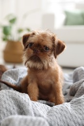 Photo of Cute Brussels Griffon puppy on pet bed indoors
