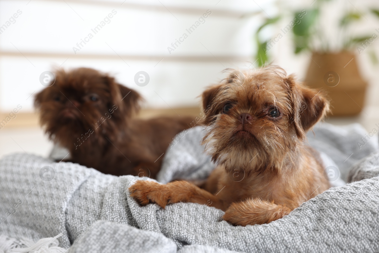 Cute Brussels Griffon puppies on pet bed indoors Photo of Cute Brussels Griffon puppies on pet bed indoors