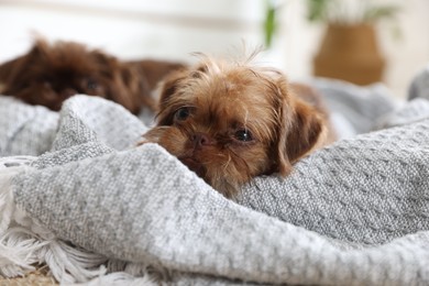 Photo of Cute Brussels Griffon puppies on pet bed indoors