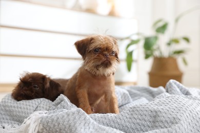 Photo of Cute Brussels Griffon puppies on pet bed indoors