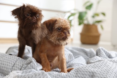 Photo of Cute Brussels Griffon puppies on pet bed indoors