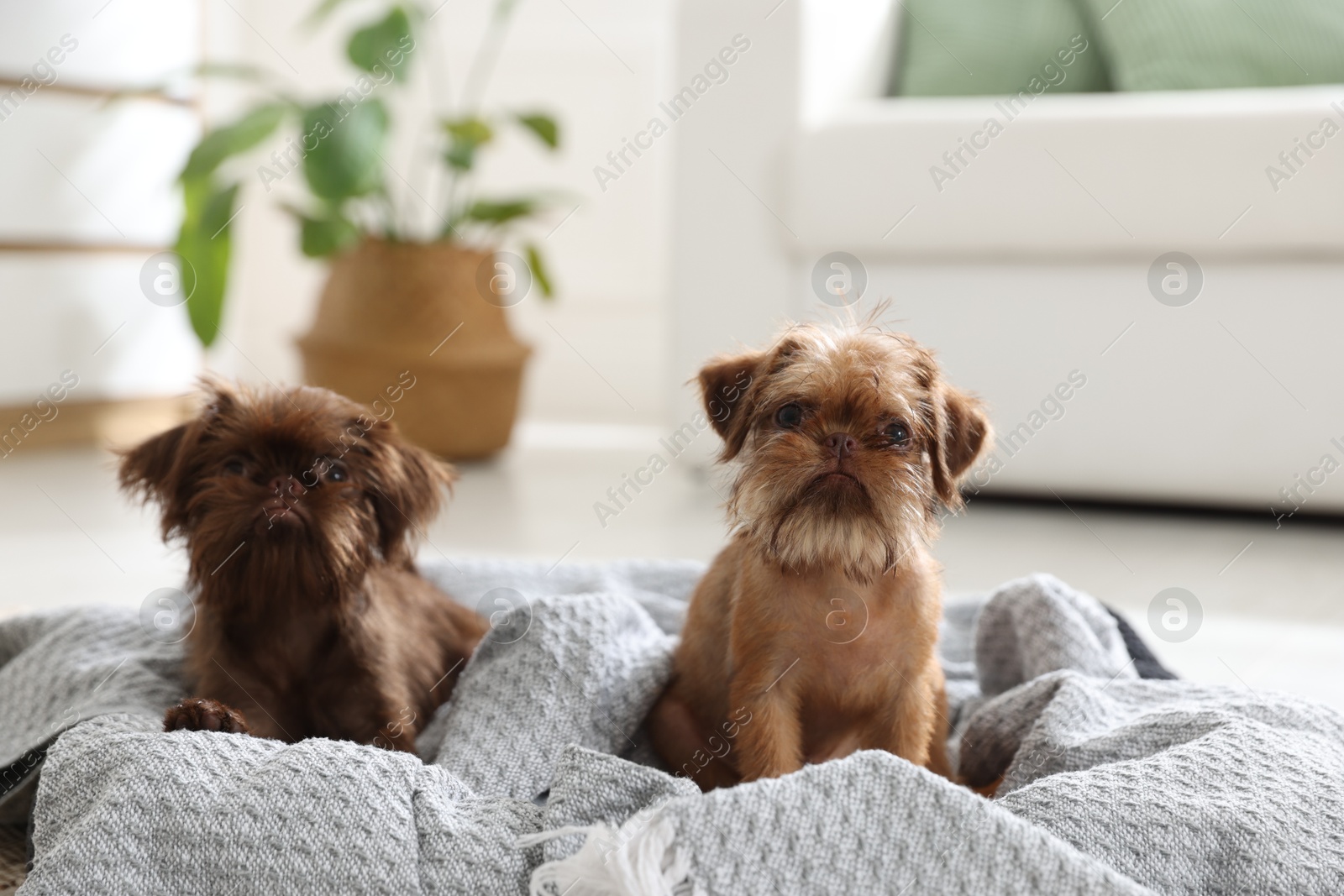 Cute Brussels Griffon puppies on pet bed indoors Photo of Cute Brussels Griffon puppies on pet bed indoors