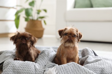 Photo of Cute Brussels Griffon puppies on pet bed indoors