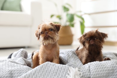 Photo of Cute Brussels Griffon puppies on pet bed indoors