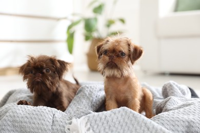 Photo of Cute Brussels Griffon puppies on pet bed indoors