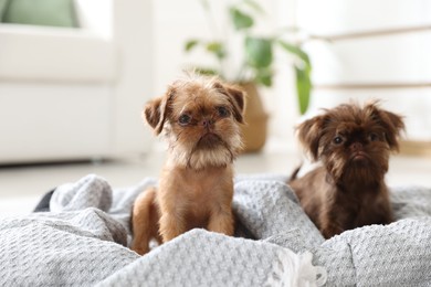 Photo of Cute Brussels Griffon puppies on pet bed indoors