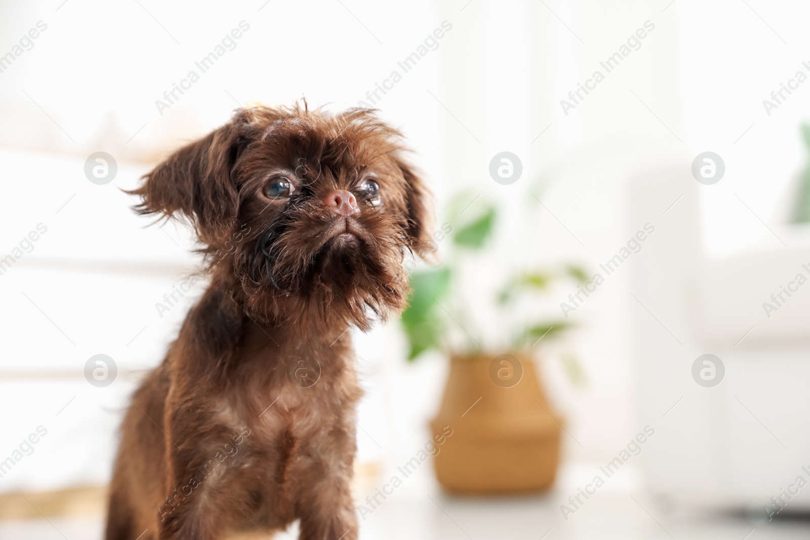 Cute Griffon puppy at home, space for text Photo of Cute Griffon puppy at home, space for text