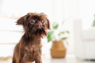 Photo of Cute Griffon puppy at home, space for text