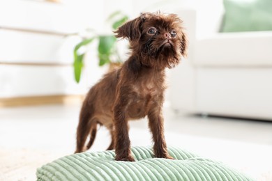Photo of Cute Griffon puppy on pillow at home