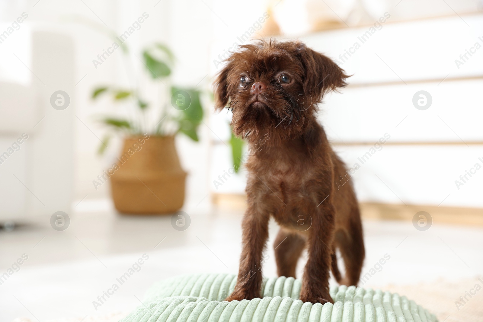 Cute Griffon puppy on pillow at home, space for text Photo of Cute Griffon puppy on pillow at home, space for text