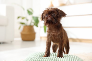 Photo of Cute Griffon puppy on pillow at home, space for text