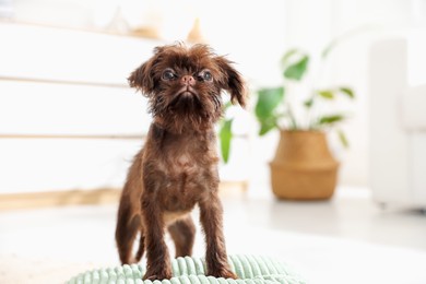 Photo of Cute Griffon puppy on pillow at home, space for text