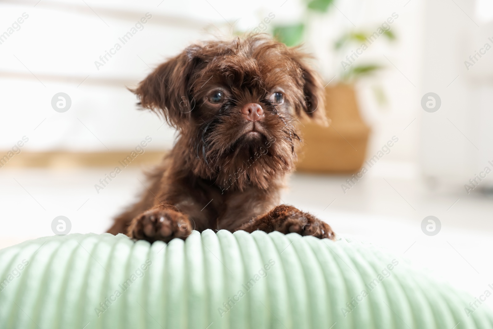 Cute Griffon puppy on pillow at home Photo of Cute Griffon puppy on pillow at home
