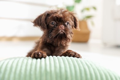 Photo of Cute Griffon puppy on pillow at home