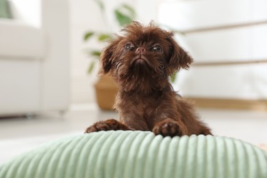 Photo of Cute Griffon puppy on pillow at home
